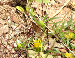 Zabuella tenellus
