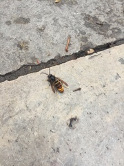 Vespa velutina