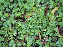 Hydrocotyle batrachium