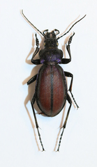 Carabus schoenherri