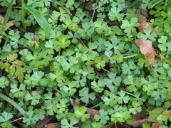 Hydrocotyle batrachium