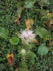 Cirsium obvallatum