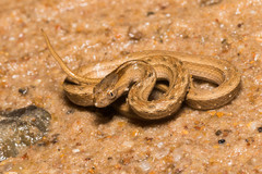 Dryophylax hypoconia