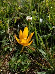 Crocus scharojanii