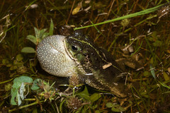 D'orbigny's Toad photo 3