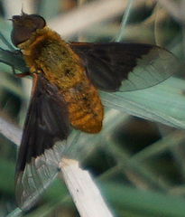 Chrysanthrax cypris