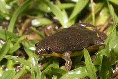 Elachistocleis bicolor