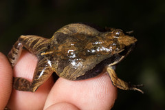 Physalaemus henselii