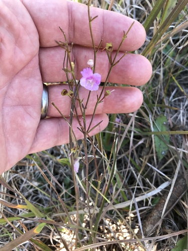 Sandplain false foxglove (Agalinis decemloba)