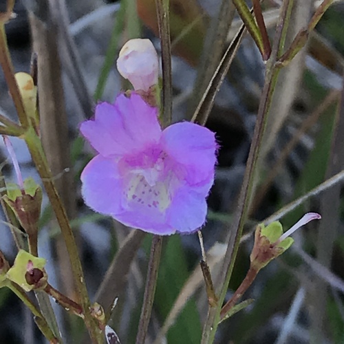 Image of Agalinis decemloba by (c) Mark Eanes, some rights reserved (CC BY)