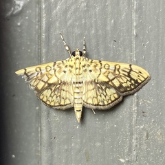 Haritalodes obliqualis