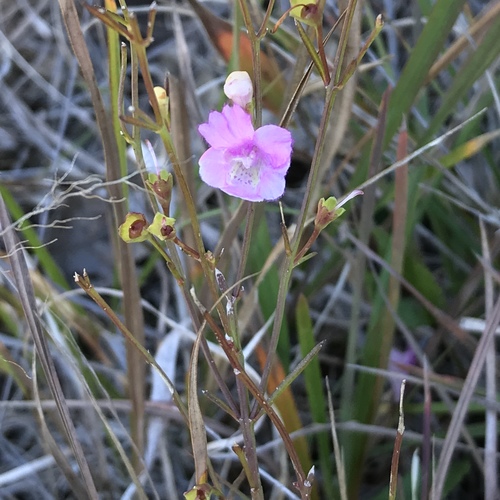Image of Agalinis decemloba by (c) Mark Eanes, some rights reserved (CC BY)