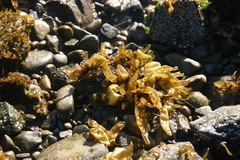 Dactylosiphon bullosus