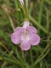 Agalinis communis