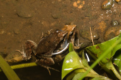 Physalaemus henselii