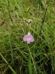 Agalinis communis