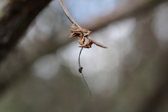 Ophiocordyceps camponoti-floridani