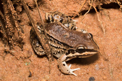 Leptodactylus mystacinus