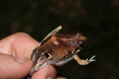 Physalaemus biligonigerus