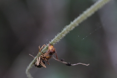 Ophiocordyceps camponoti-floridani