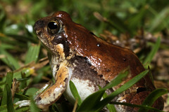 Physalaemus biligonigerus