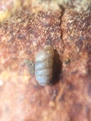 Truncatellina callicratis