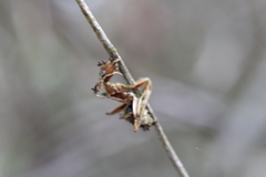 Ophiocordyceps camponoti-floridani