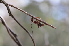 Ophiocordyceps camponoti-floridani