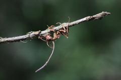 Ophiocordyceps camponoti-floridani