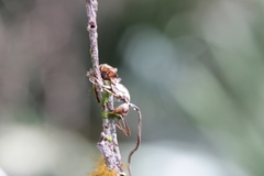 Ophiocordyceps camponoti-floridani
