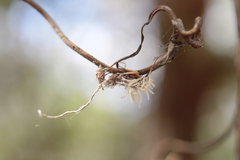 Niveomyces coronatus