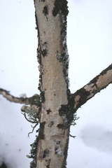 Vuilleminia comedens