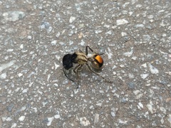 Hoplocrates cephalotes