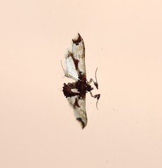 Neoleucinodes elegantalis