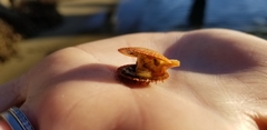 Crassadoma gigantea