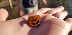 Crassadoma gigantea