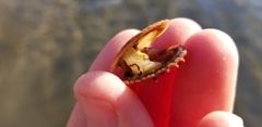 Crassadoma gigantea
