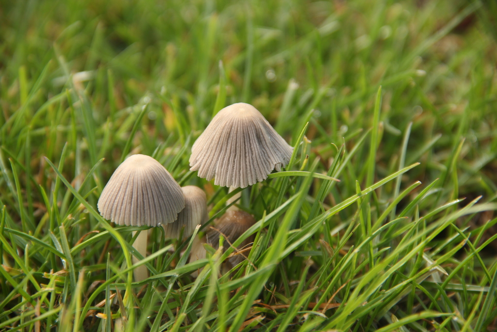 Coprinellus disseminatus · March 2012 · photo: © steven-cyclist (iNaturalist, cc-by)