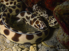 Myrichthys maculosus