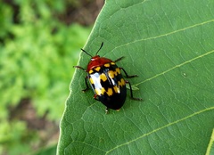 Prepopharus chamoeleo