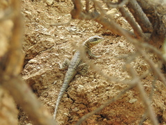 Tropidurus azurduyae