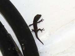 Lygodactylus picturatus