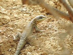 Tropidurus azurduyae