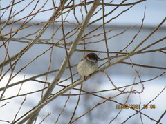 Passer domesticus