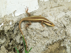 Trachylepis striata