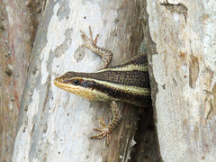 Trachylepis striata