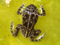 Sclerophrys gutturalis