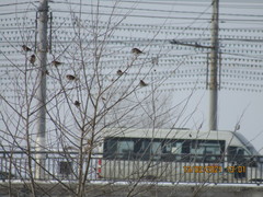 Passer domesticus