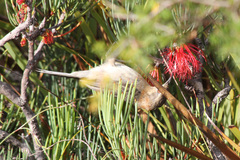 Acanthorhynchus superciliosus