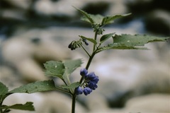Solanum fiebrigii